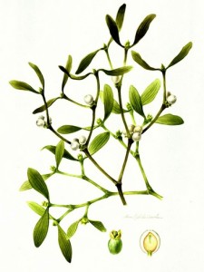 Mistletoe 4