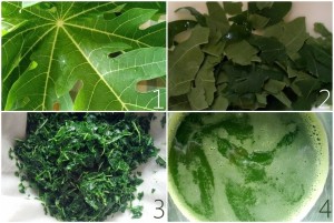 Making papaya leaf juice